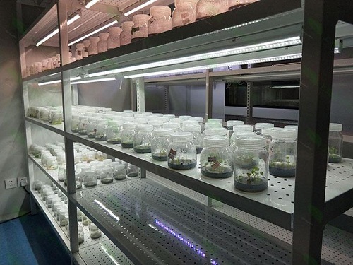 铜仁植物组织培养实验室设计建设方案